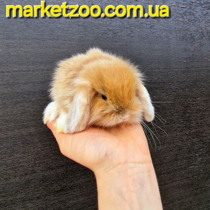 Шикарний міні лайон лопчик