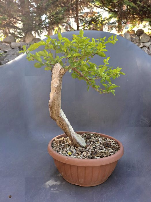 Pré-Bonsai Ligustrum