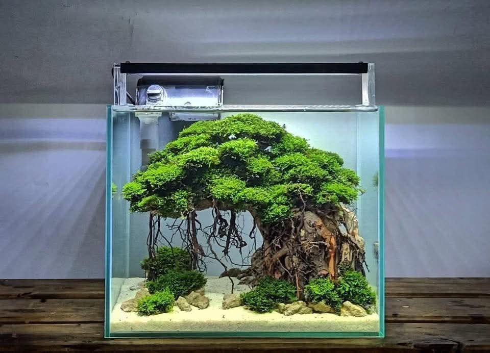 Drzewko bonsai do akwarium