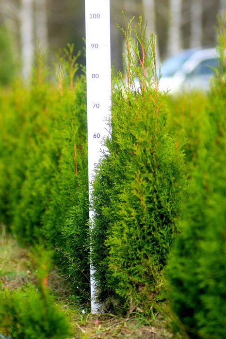 Tuja szmaragd 100 cm z gruntu, gęsta, kopana na zamówienie.