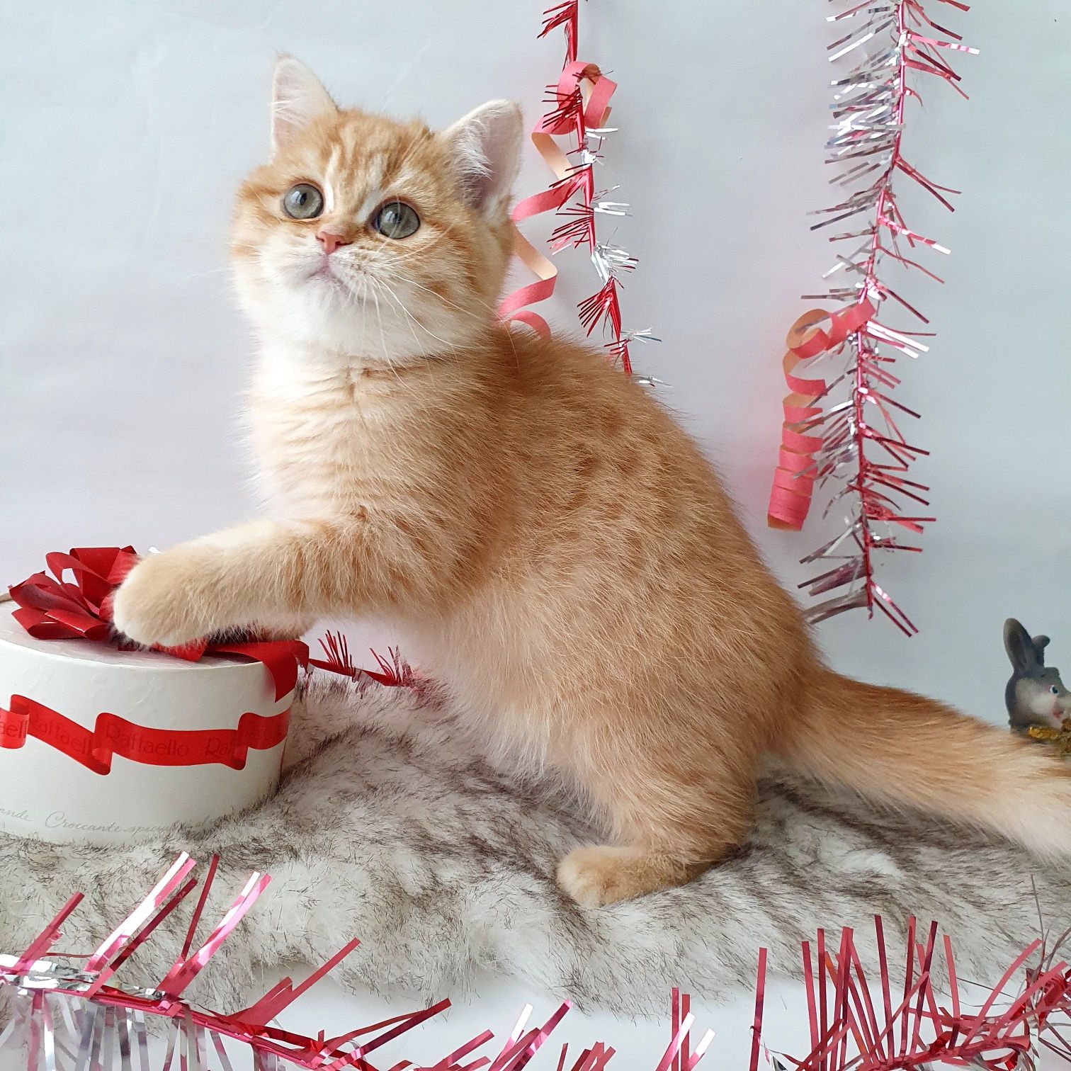 Ручные, игривые, воспитанные котята рыжие, золотая шиншилла Киев котик