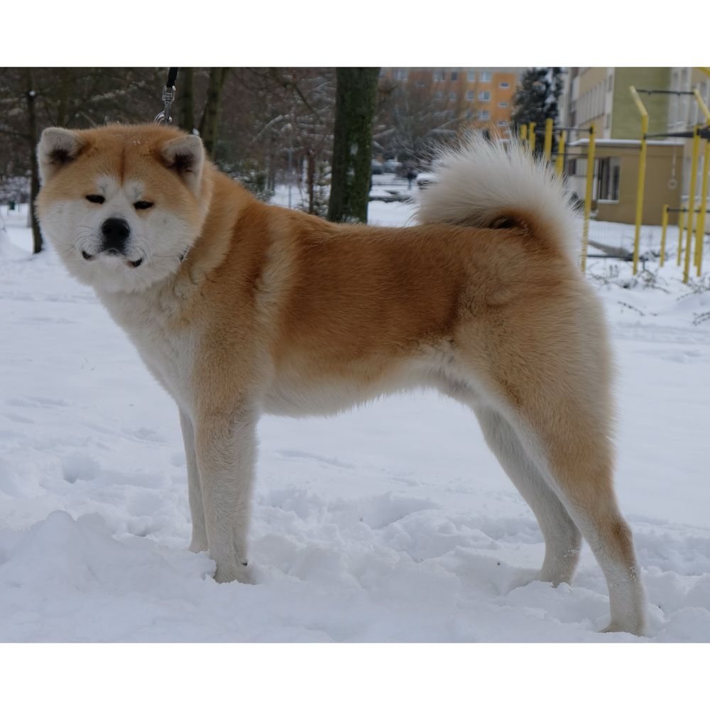 Akita inu akita japońska suczka fci zkwp gotowa do odbioru