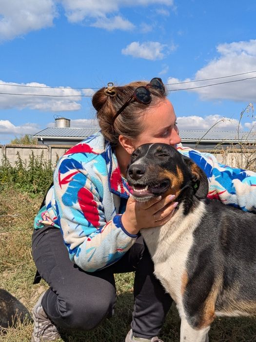 Собака Лінда 30кг, стерилізована шукає родину