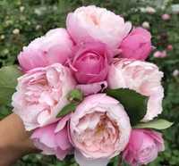 Роза Плум,японская селекция,вегетативный саженец