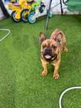 Bulldog frances Femea
