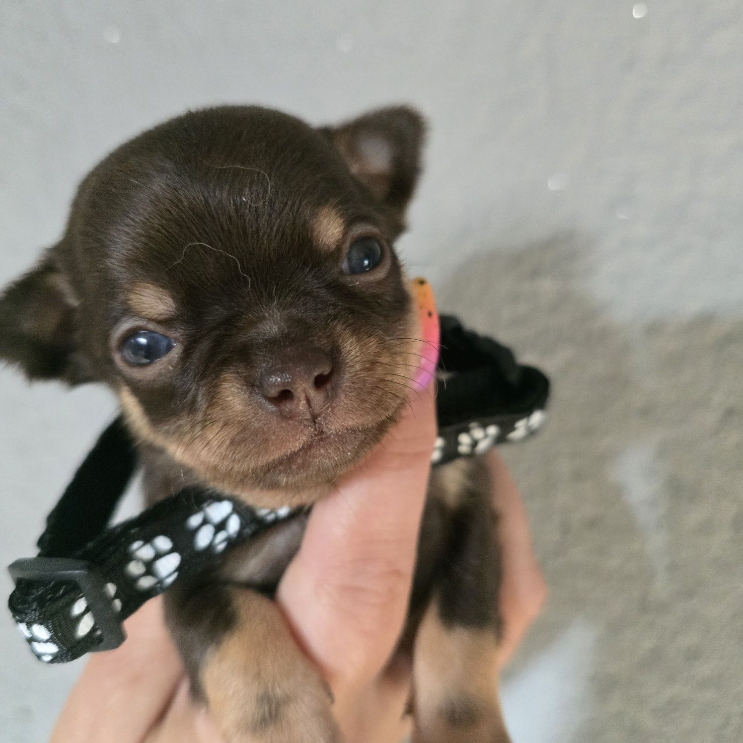 Chihuahua samiec czekoladowy podpalany