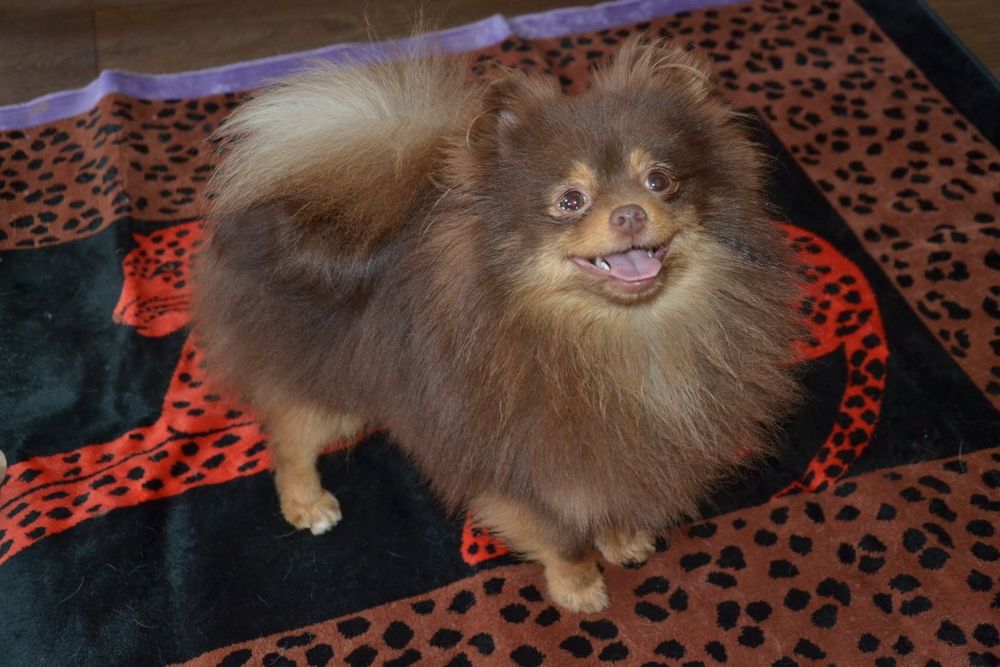 Шоколаднопідпалий хлопчик FCI КСУ