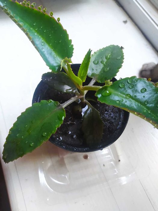 Żyworodek pierzasty - właściwości lecznicze