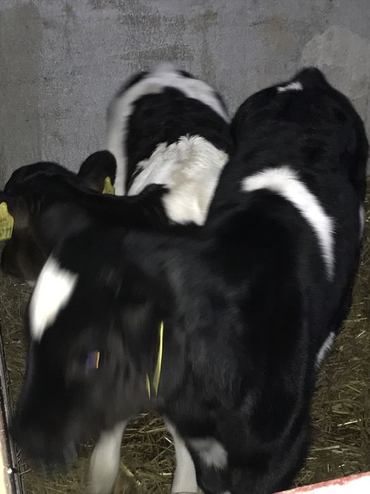 Sprzdam jałóweczki hf