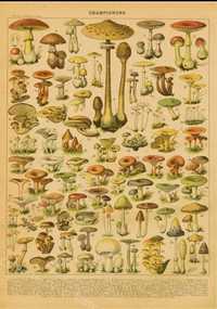 Poster Botânico Cogumelos