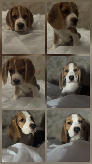 Чудові Бігленята чистокровні 2 дівчинки готові до переїзду