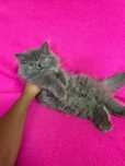 Scottish azul longhair macho