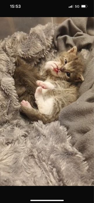 Małe kotki do adopcji