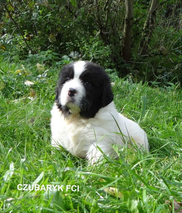 Landseer piesek GUSTO  Czubaryk