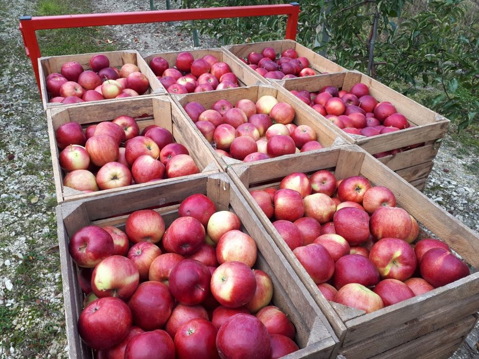Jabłka od sadownika