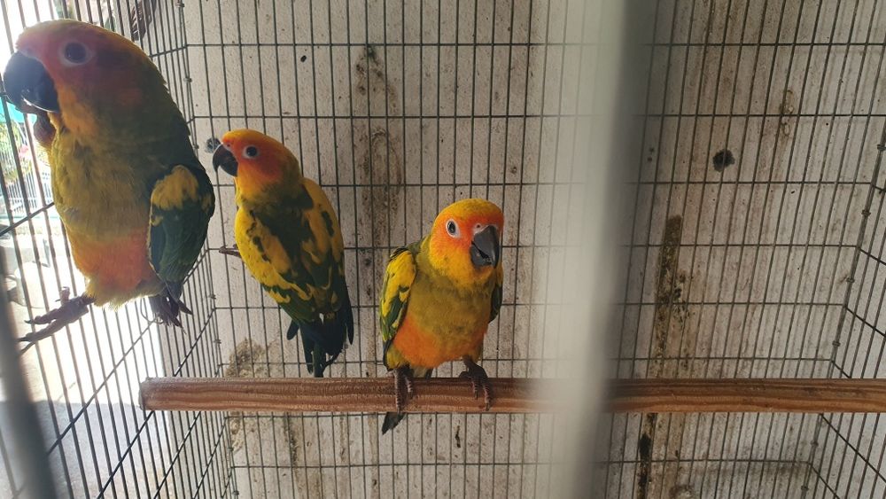 Aratingas sol adulta