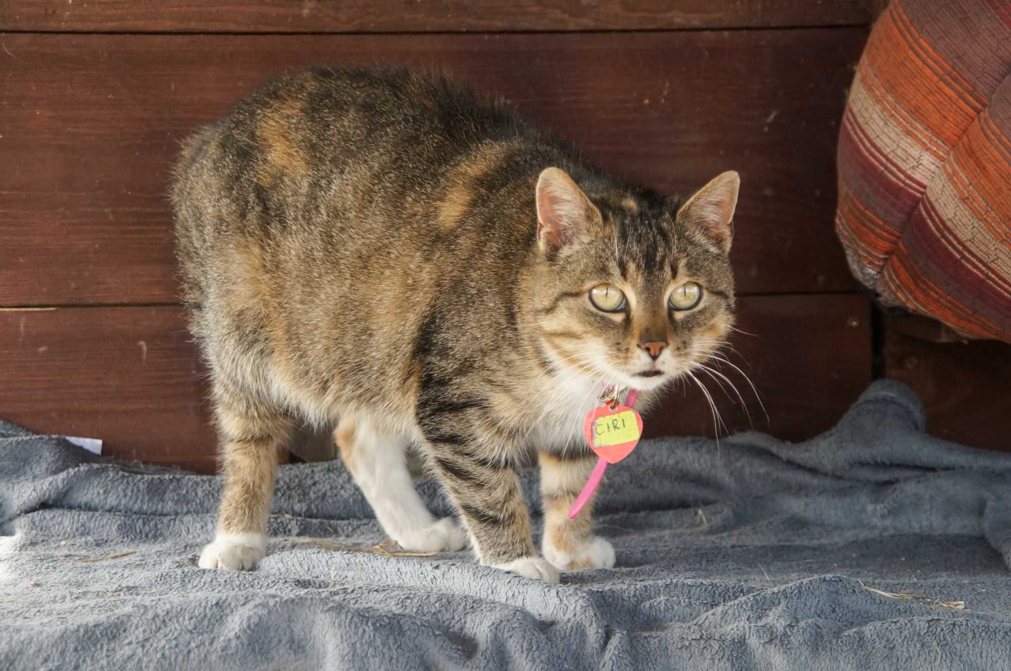 Ciri, śliczna szaro-ruda koteczka do adopcji