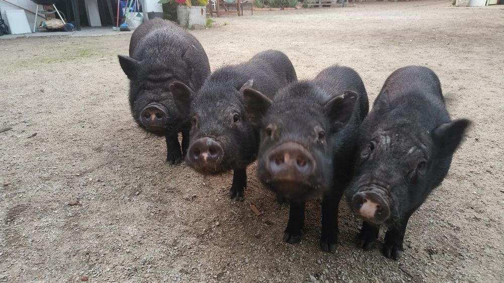 2 Porquinhos vietnamitas centro montijo