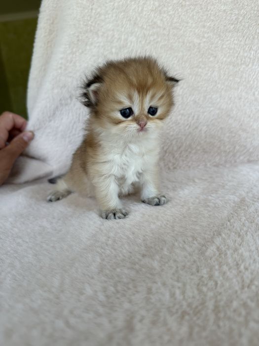 Шотландські кошенята