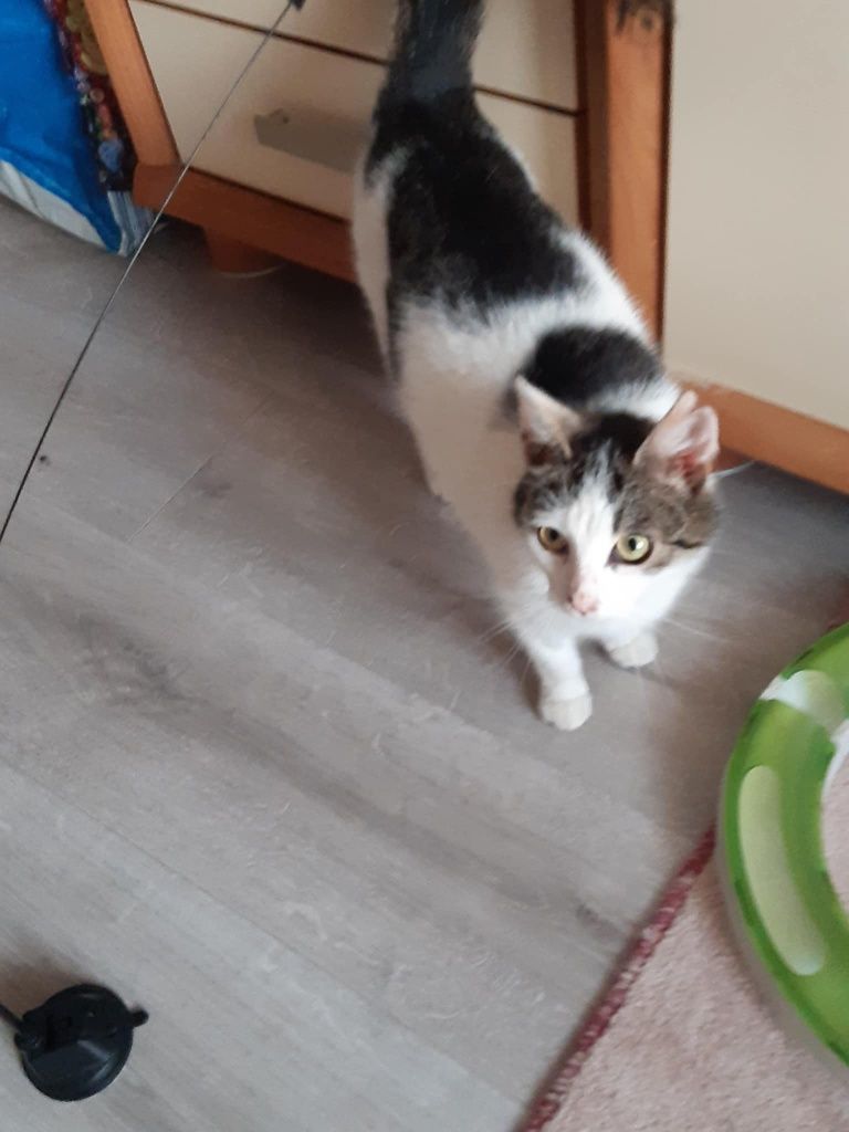 Kotka szuka nowego domu