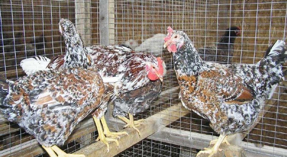 Лівенська ситцева яйце на інкубацію