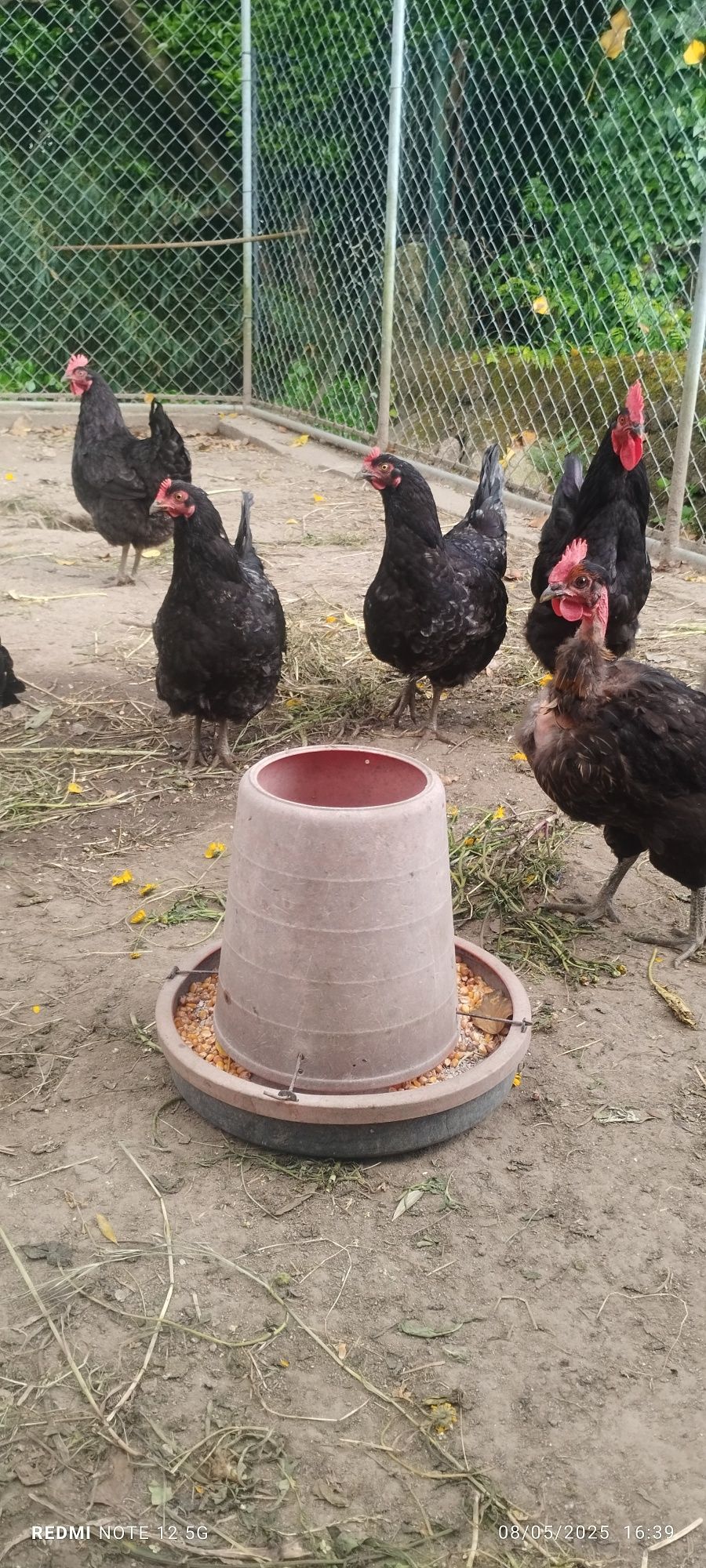 Galináceos de raça lusitana