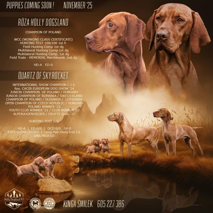 Wyżeł węgierski szczenięta FCI