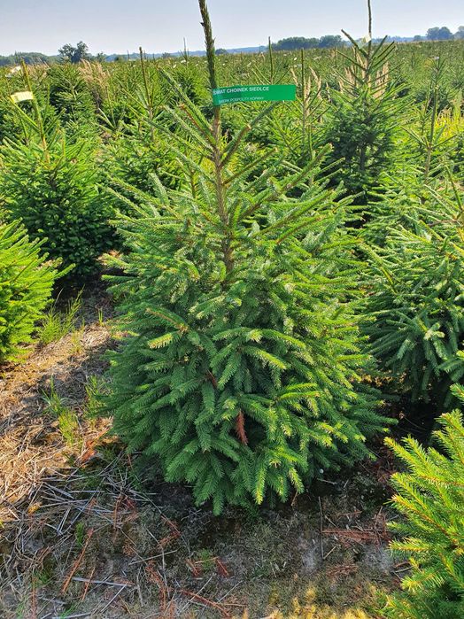 Jodła, Świerk ukorzenione rosnące w donicy 100 - 250 - TuChoinki.pl
