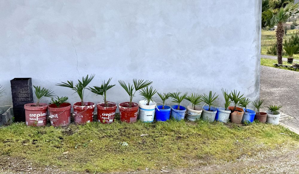 Palmeiras de jardim