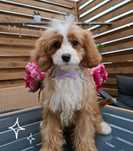 Cavapoo śliczny piesek