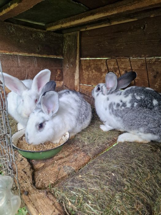 Кролики різного віку