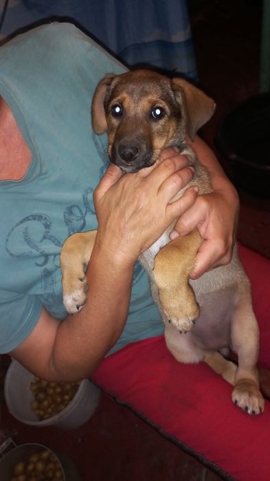 Отдам щенка сучку