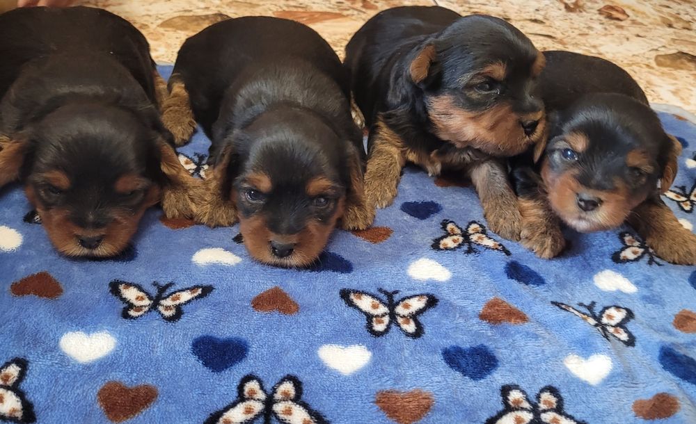 Yorkshire terrier