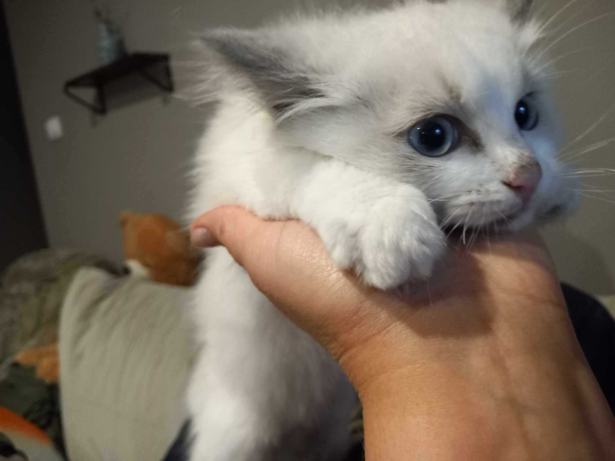 Kocurek ragdoll cudowny.