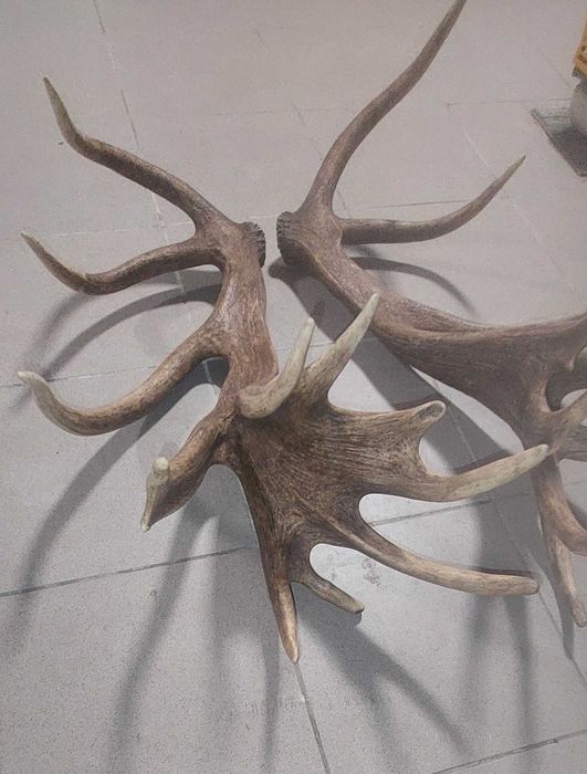 Poroże jelenia zrzuty