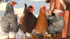 KURKI KOLOROWE MŁODE KURY nioski z jajkiem Rosa Lekhorn