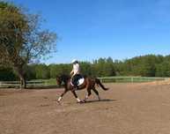 Sprzedam Klacz kuc 140 cm Transport Gratis