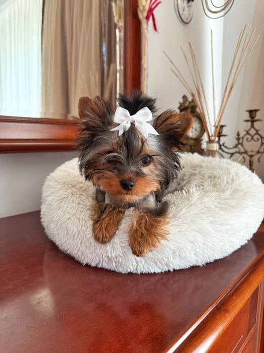 Йоркширський терʼєр віп ,дівчинка міні