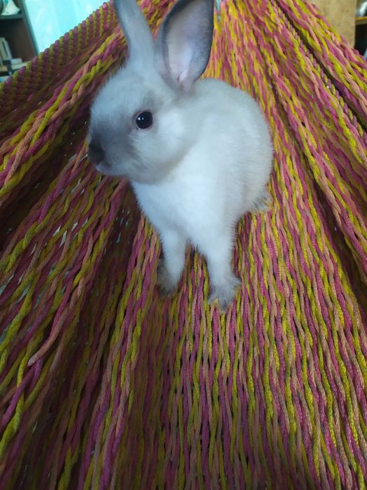 Карликовые кролики