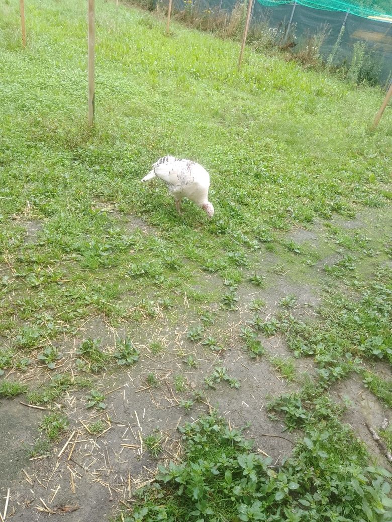 Sprzedam indyki niosą jajka