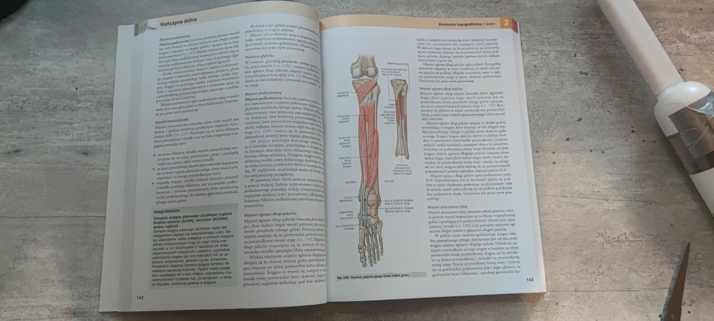 Anatomia Graya Podręcznik dla studentów Wydanie IV Tom I