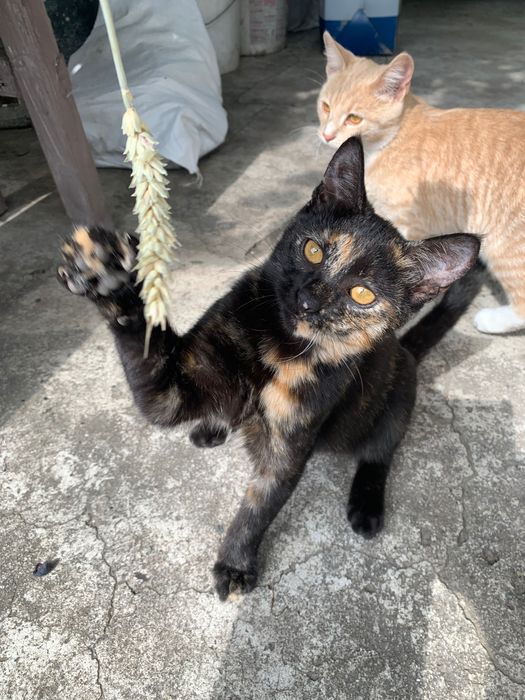 Кішечки черепашки . 5 місяців. По Дніпру і області.