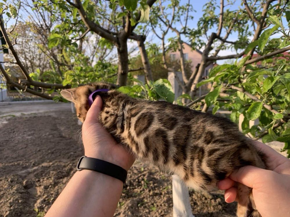 Бенгальський хлопчик