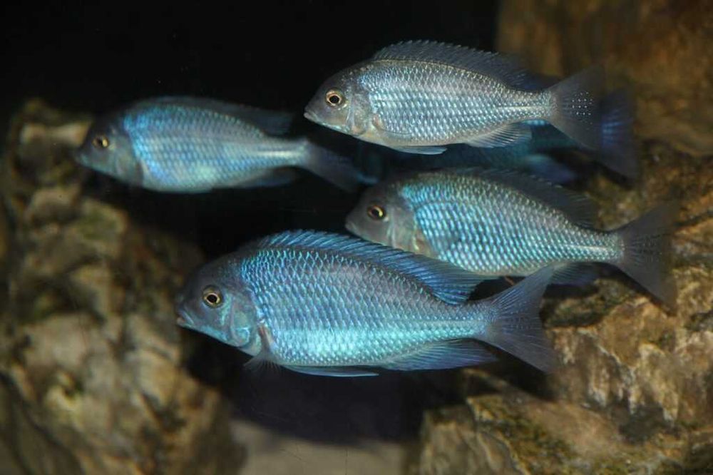 Pyszczaki, malawi, różne rodzaje, hodowla, wysyłka
