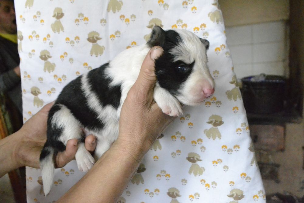 Цуценята Бордер Колли КСУ