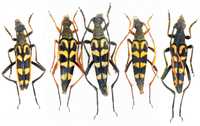 Leptura annularis коллекция насекомые комахи, жуки, ентомологія наука