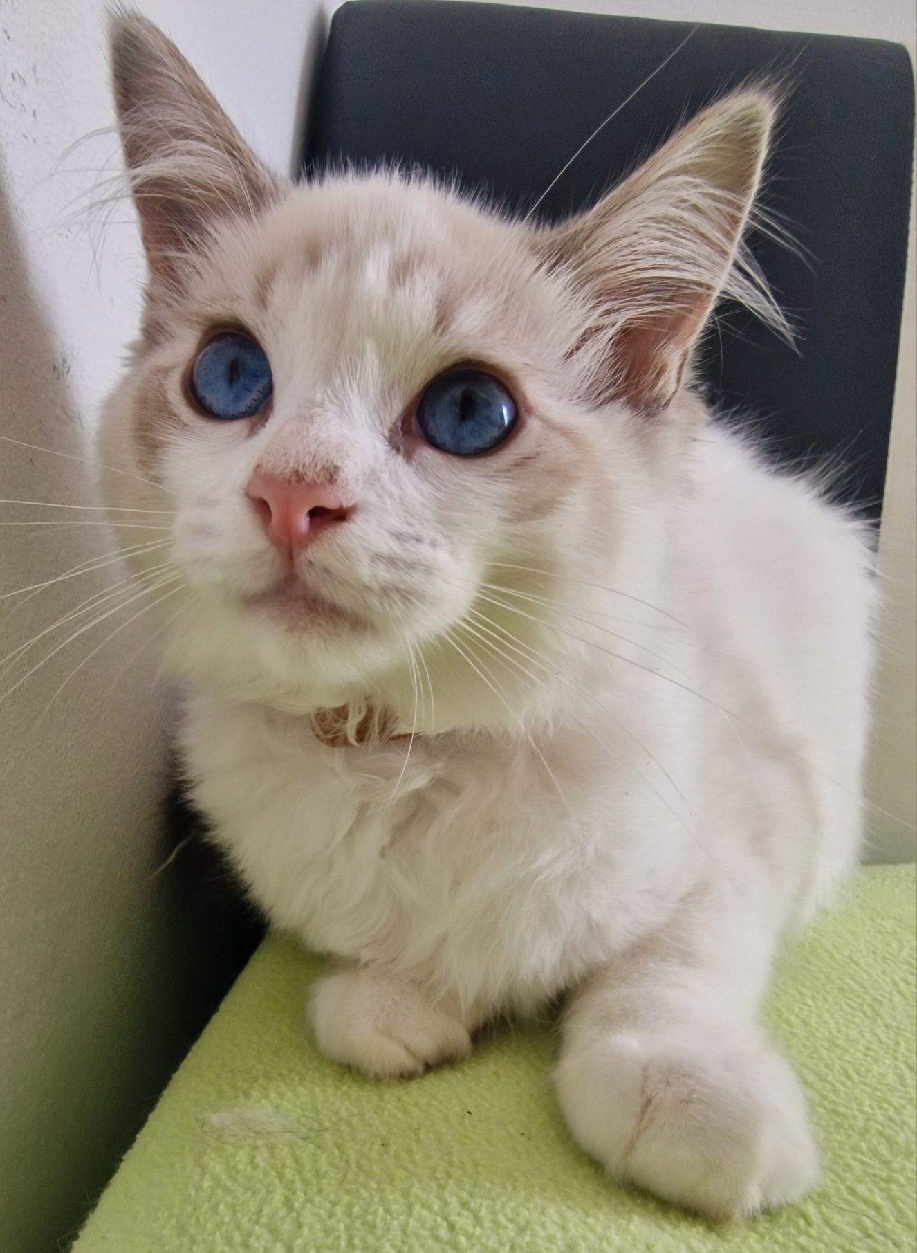 Kocurek Ragdoll blue bicolor lynx