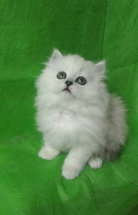 Шиншилла серебристый хайленд белый