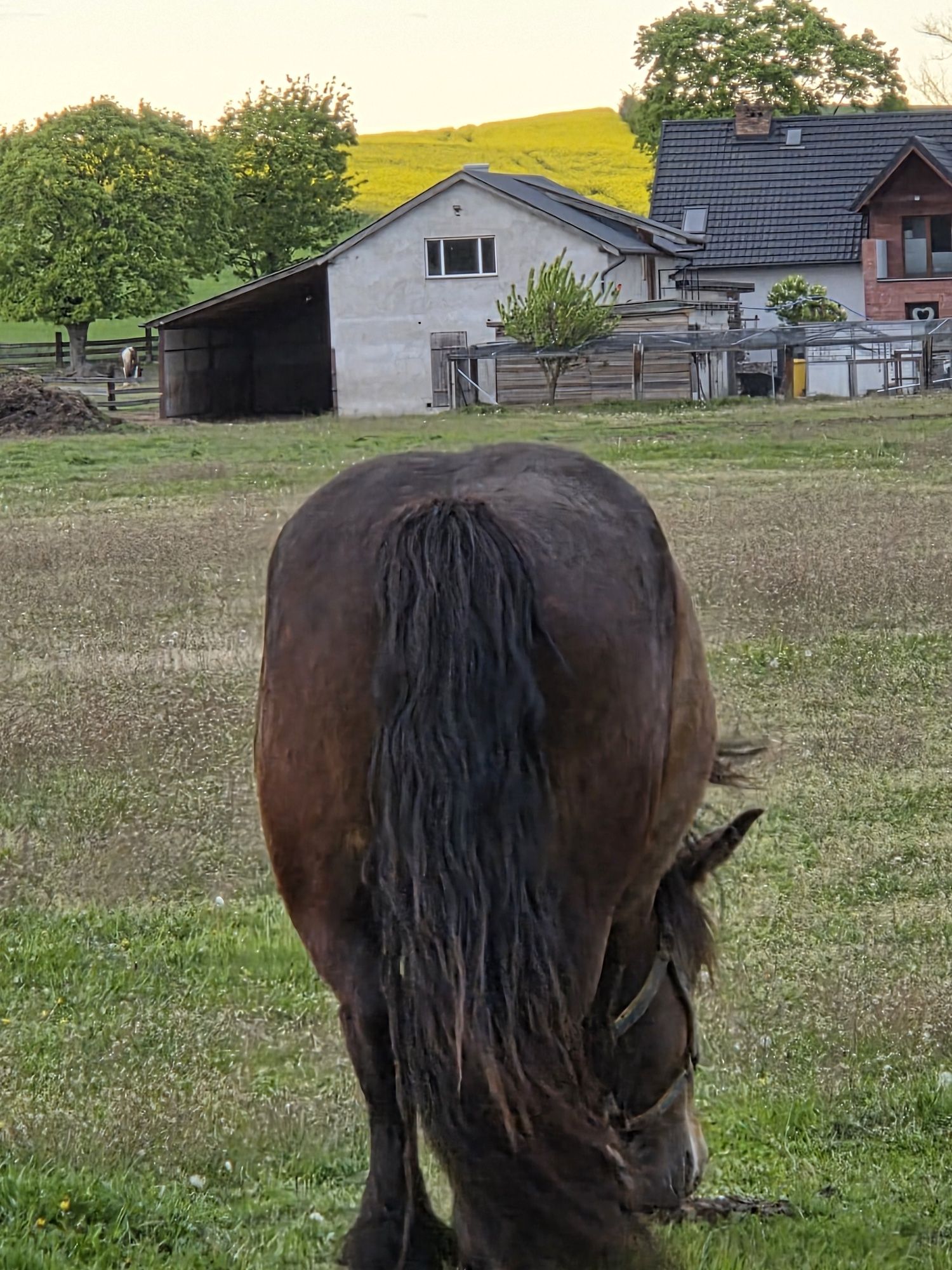 Sprzedam klacz zimnokrwista