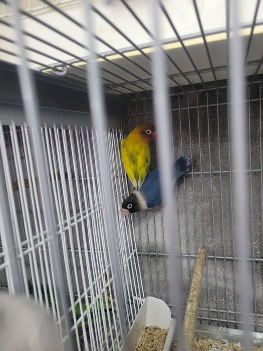 Agapórnis de várias raças disponíveis